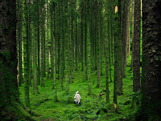 جنگل هاي انبوه