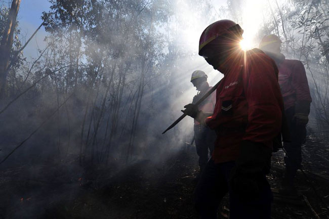 آتش سوزی در جنگل