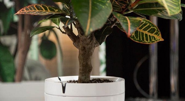 گلدانی که به گیاهان آب هم میدهد+تصاویر گلدانی که به گیاهان آب هم میدهد+تصاویر