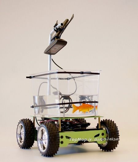 ویلچر برای ماهی! (عکس)