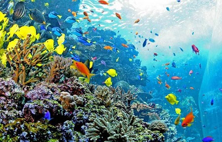 بزرگترین آکواریوم جهان در آمریکا (+عکس)