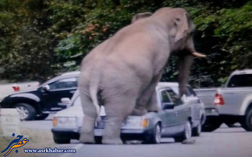 خشم فیل (عکس)