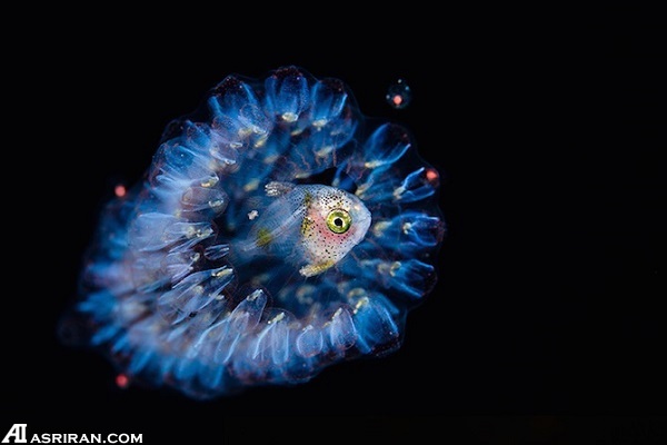 گوشهای از دنیای شگفت انگیز زیر آب گوشهای از دنیای شگفت انگیز زیر آب