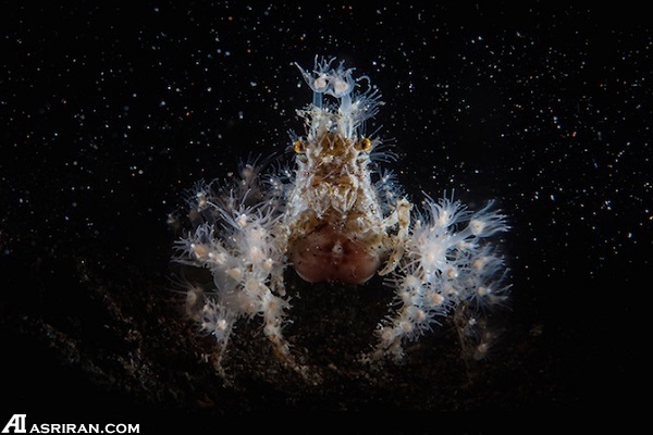 گوشهای از دنیای شگفت انگیز زیر آب گوشهای از دنیای شگفت انگیز زیر آب