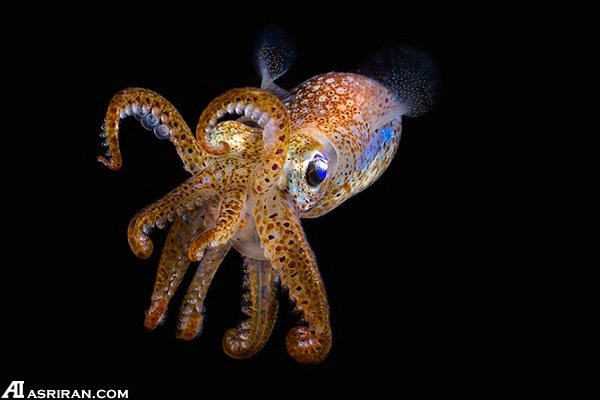 گوشهای از دنیای شگفت انگیز زیر آب گوشهای از دنیای شگفت انگیز زیر آب