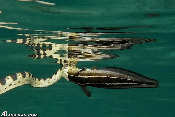 گوشهای از دنیای شگفت انگیز زیر آب گوشهای از دنیای شگفت انگیز زیر آب