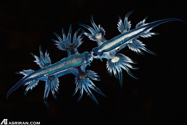 گوشهای از دنیای شگفت انگیز زیر آب گوشهای از دنیای شگفت انگیز زیر آب