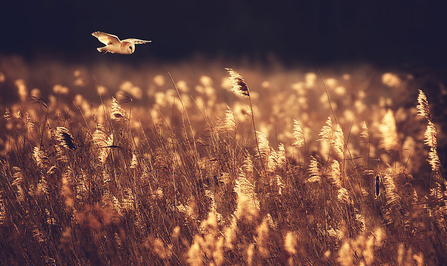 شکارچی خاص!(عکس)