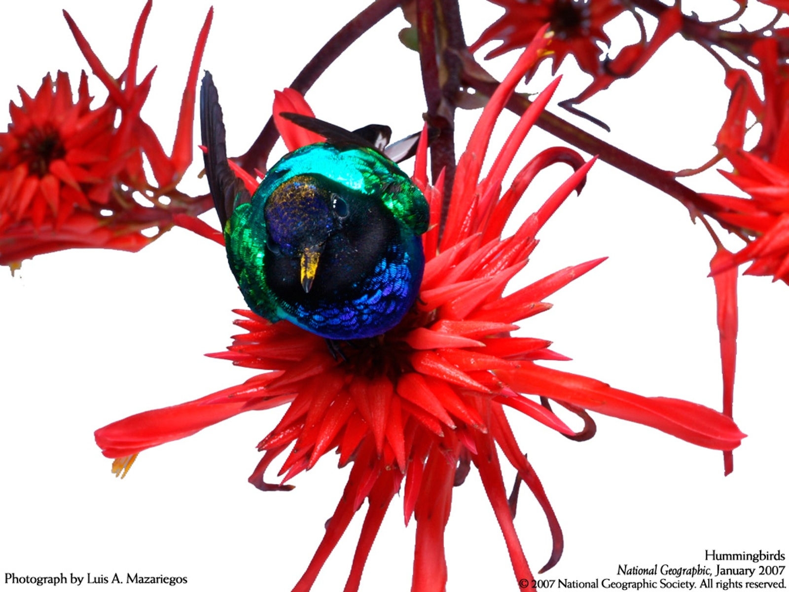 از نشنال جئوگرافیک(عکس)