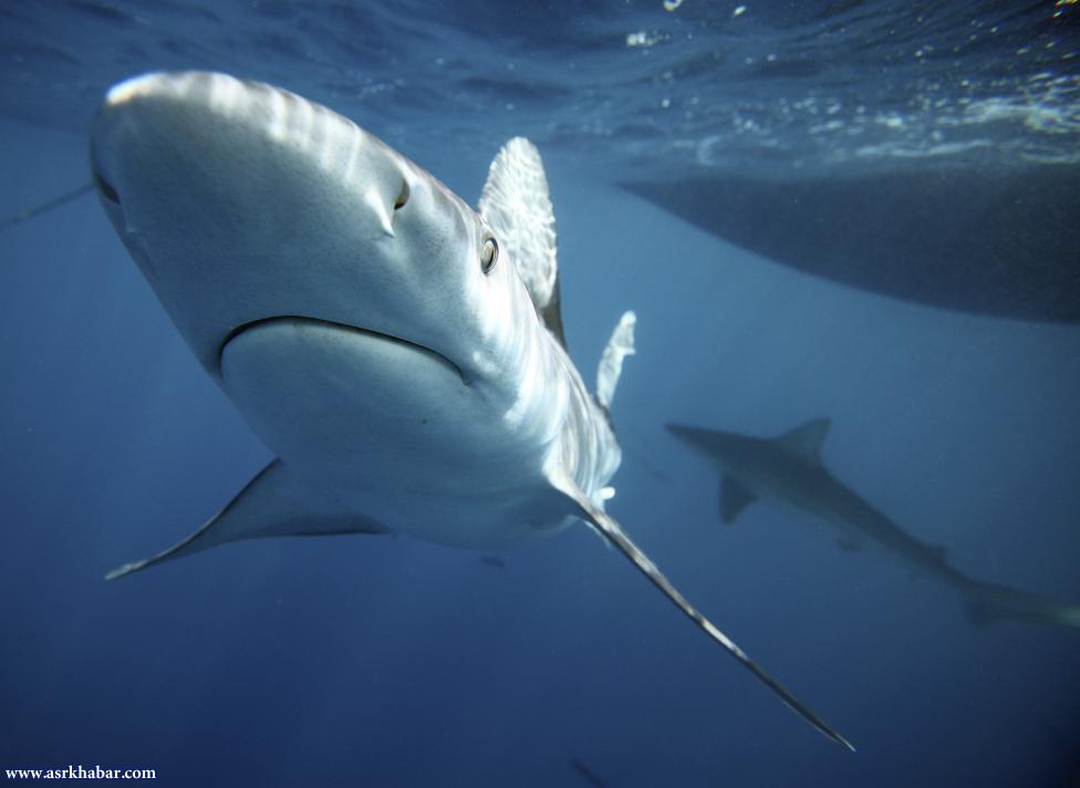 شنای توریست ها با کوسه (عکس)