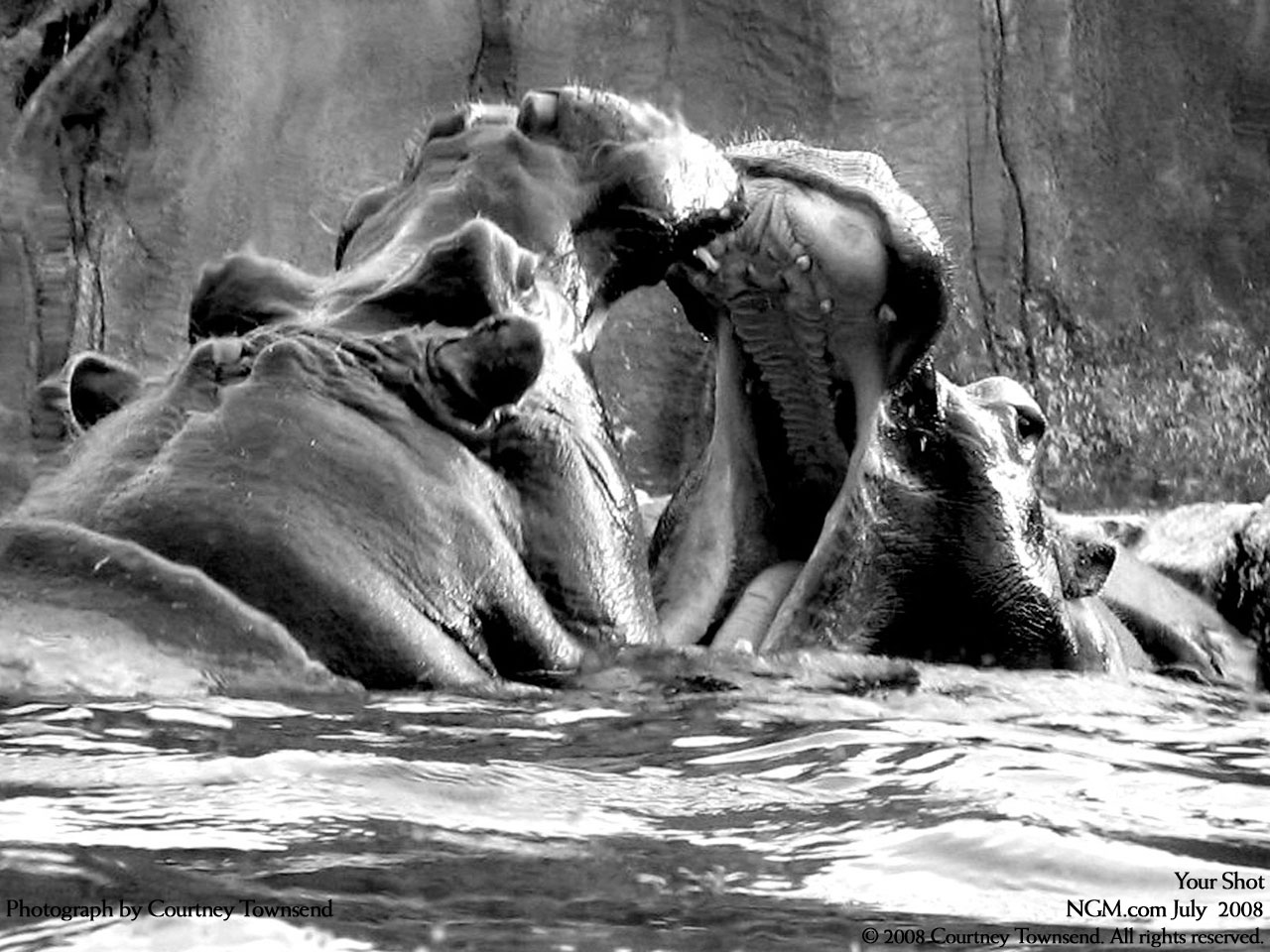 دنیای حیوانات(عکس)