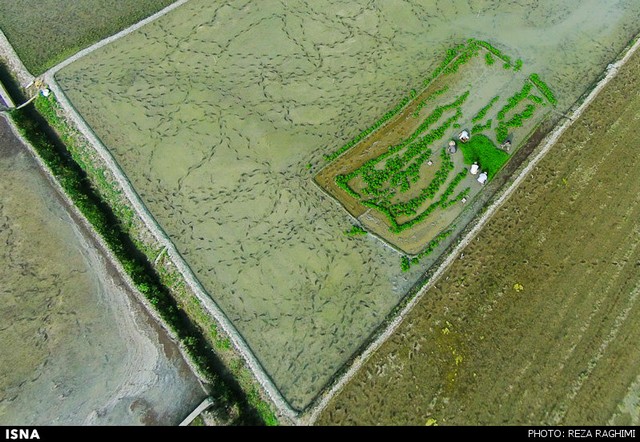 نشاکاری برنج در قائمشهر (عکس)