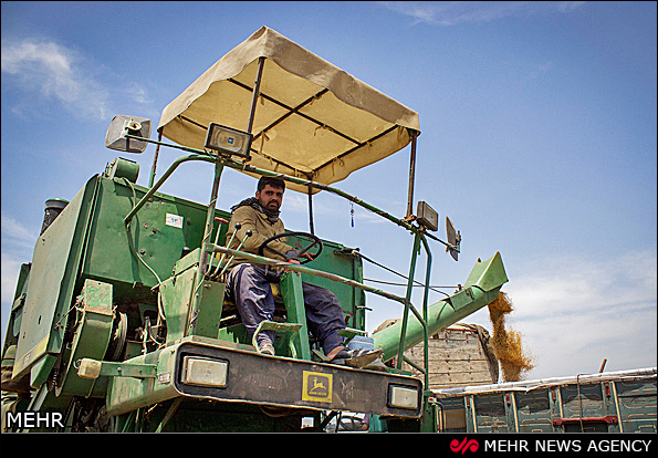 برداشت گندم - گرگان (عکس)