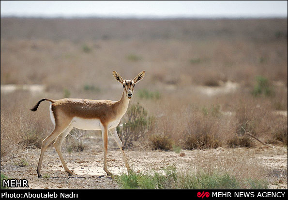 تجمع در اعتراض به تخریب پارک ملی گلستان (عکس)
