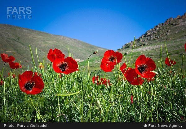 طبیعت ارسباران- آذربایجان شرقی (عکس)