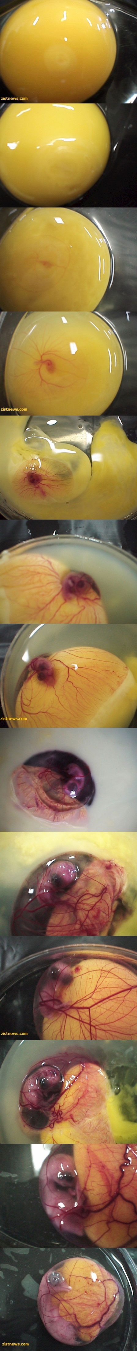 تکامل جوجه ای!(عکس)