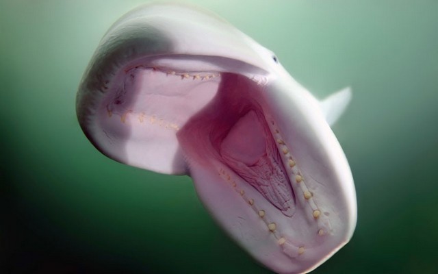 دیدنی های امروز