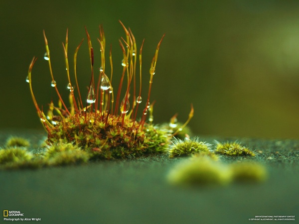 منتخبی از نشنال جئوگرافیک(عکس)