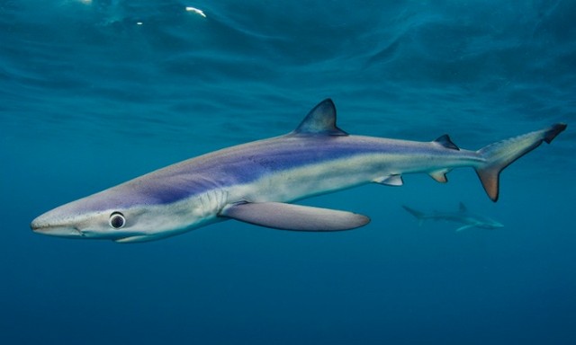 دیدنی های امروز