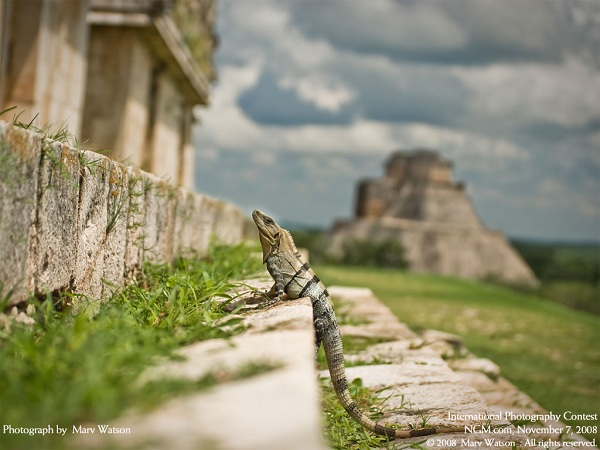منتخبی از نشنال جئوگرافیک(عکس)