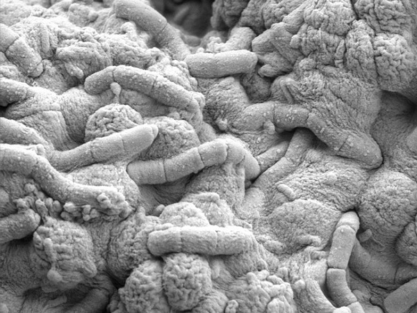 ۷ نظریه در بارهی منشاء حیات بر روی زمین ۷ نظریه در بارهی منشاء حیات بر روی زمین