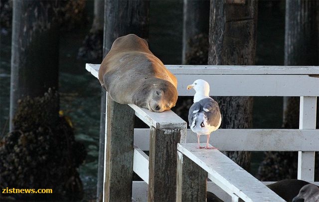 بدون شرح(عکس)