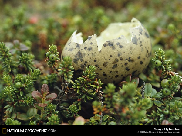 از نشنال جئوگرافیک(عکس)