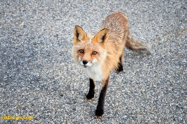 طبیعت کانادا از دریچه دوربین(عکس)