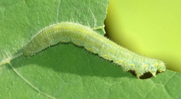 گیاهان صدای خورده شدنشان را می‌شنوند!