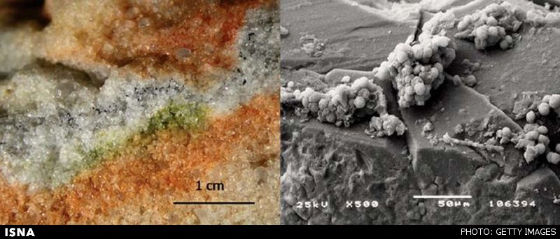 قارچ‌هایی که شرایط شبه‌مریخی را تاب آوردند