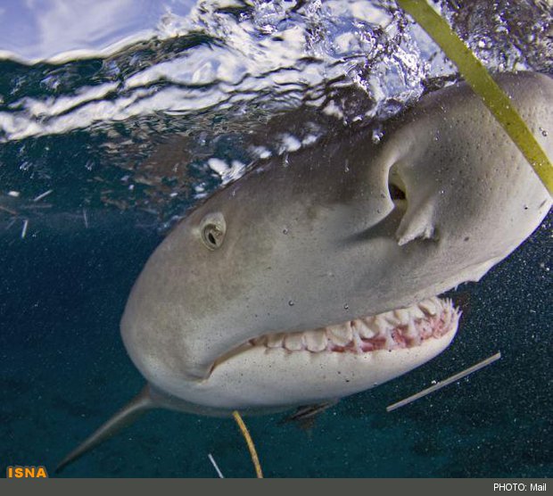 بازیابی دندانهای از دست رفته با الهام از کوسهها بازیابی دندانهای از دست رفته با الهام از کوسهها