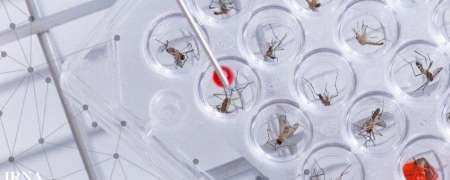 استفاده از پشه اصلاح ژنتیکی شده برای مقابله با زیکا استفاده از پشه اصلاح ژنتیکی شده برای مقابله با زیکا