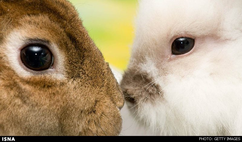 بازگرداندن بینایی بوسیله بافت‌ آزمایشگاهی چشم