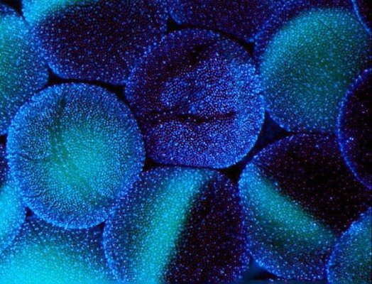 افزایش اثربخشی و کاهش عوارض داروهای ضدسرطان افزایش اثربخشی و کاهش عوارض داروهای ضدسرطان