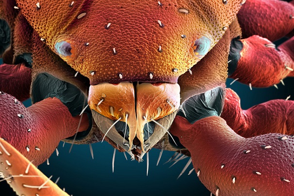 نگاهی به چشمان میکروسکوپی حشره‌ها