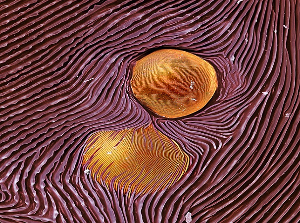 نگاهی به چشمان میکروسکوپی حشره‌ها