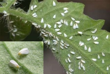 آفتی حاصل طغیان طبیعت آفتی حاصل طغیان طبیعت