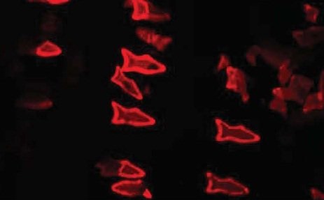 ارائه هدفمند دارو با میکروماهیهای چاپی سهبعدی ارائه هدفمند دارو با میکروماهیهای چاپی سهبعدی