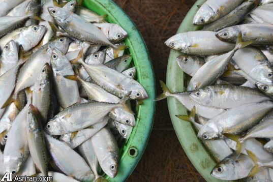 انسان جمعیت ماهیان اقیانوس را نصف کرده است