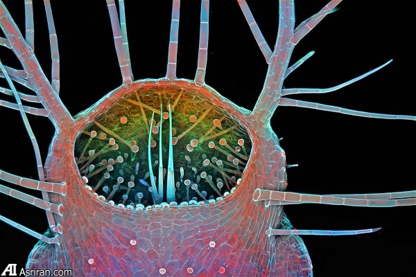 شکار لحظهها در دنیای کوچک اطراف ما شکار لحظهها در دنیای کوچک اطراف ما