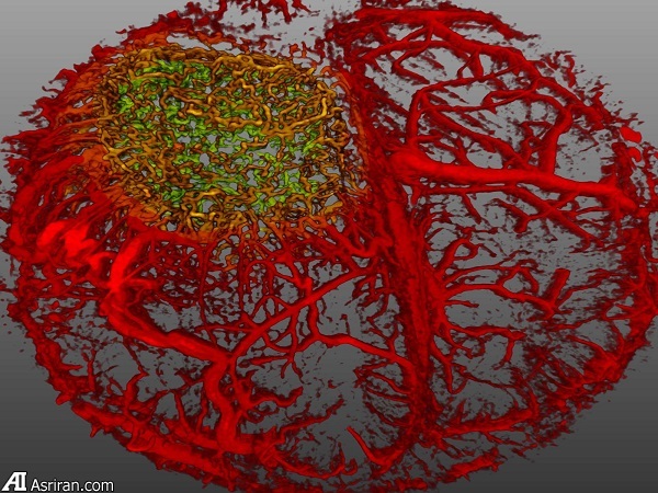 شکار لحظهها در دنیای کوچک اطراف ما شکار لحظهها در دنیای کوچک اطراف ما
