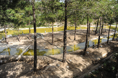 سقوط درختان در پارک لویزان سقوط درختان در پارک لویزان