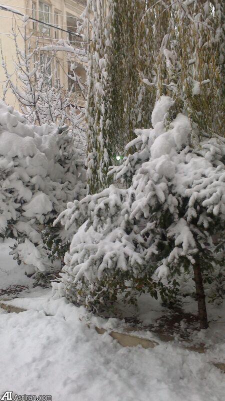 برف در شهرک نفت تهران (عکس)