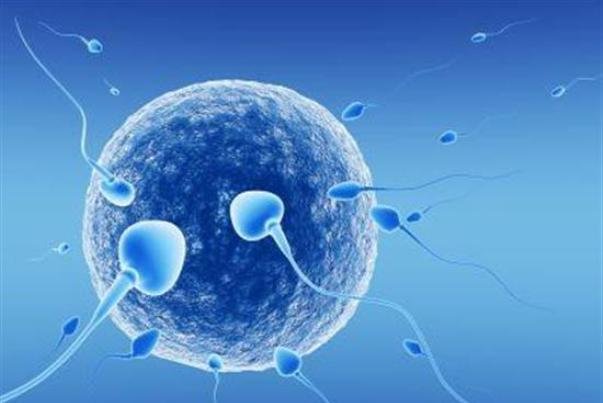 تولید تخمکهای مصنوعی با چاپگر سه بعدی تولید تخمکهای مصنوعی با چاپگر سه بعدی