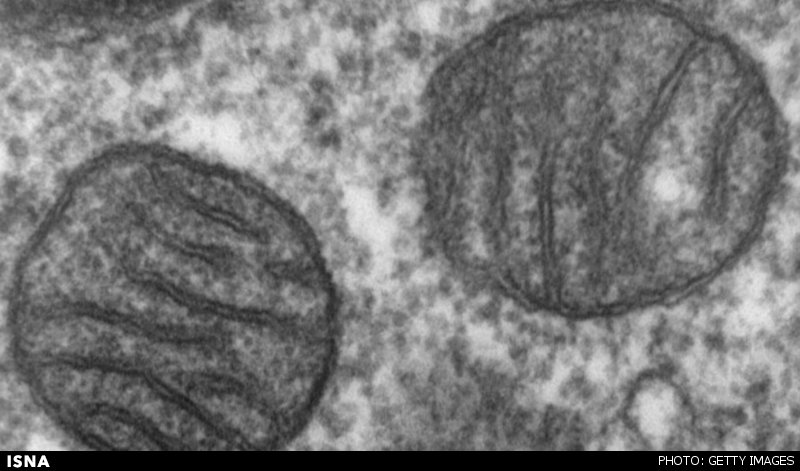 ارتباط پروتئین با آلزایمر ارتباط پروتئین با آلزایمر