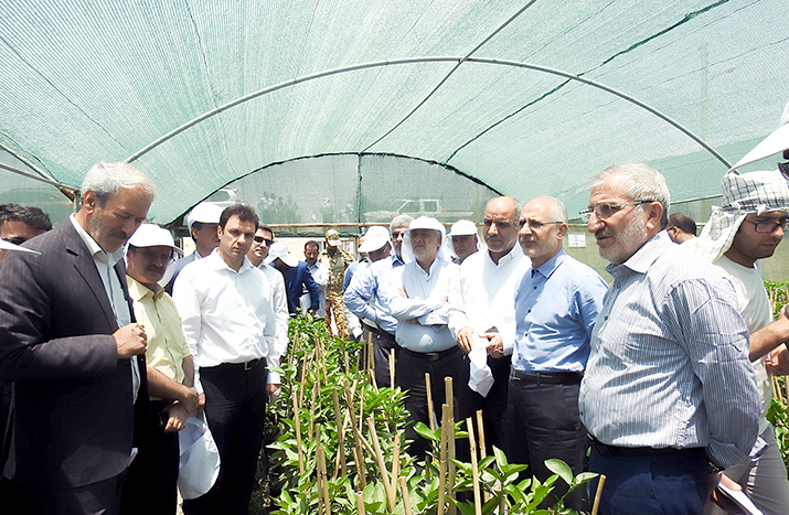 بازدید مدیرعامل بانک سپه از واحد کشت و صنعت پارس