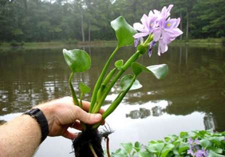 ردپای قاتل تالاب در بازارهای گیلان ردپای قاتل تالاب در بازارهای گیلان