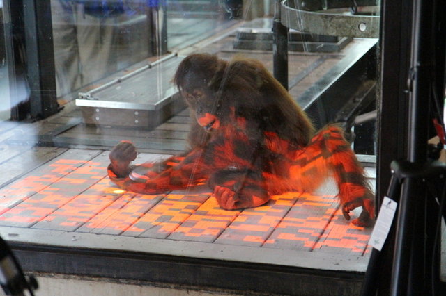 ایکسباکس بازی میمونها را ببینید+تصاویر ایکسباکس بازی میمونها را ببینید+تصاویر