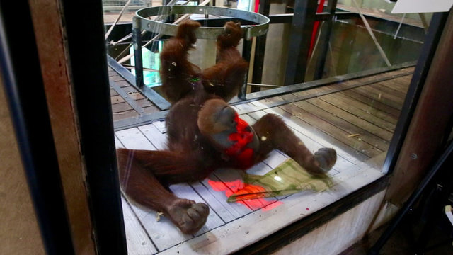 ایکسباکس بازی میمونها را ببینید+تصاویر ایکسباکس بازی میمونها را ببینید+تصاویر