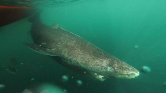 رکورددار طول عمر در بین مهره‌داران (+عکس)